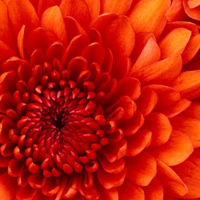 sujatachav85117's profile picture. 