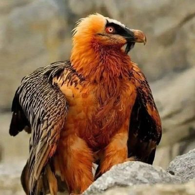 TelarLandscape's profile picture. 