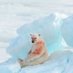 oso polar todo jodido ᘛ⁐̤ᕐᐷ (@camuflaje9000) Twitter profile photo oso polar todo jodido ᘛ⁐̤ᕐᐷ (@camuflaje9000) Twitter profile photo