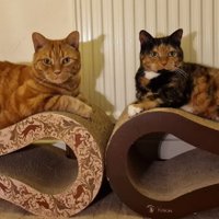 Doreen Mackintosh (@doreenmackinto1) 's Twitter Profile Photo Doreen Mackintosh (@doreenmackinto1) 's Twitter Profile Photo
