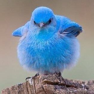 e_mlss's profile picture. 