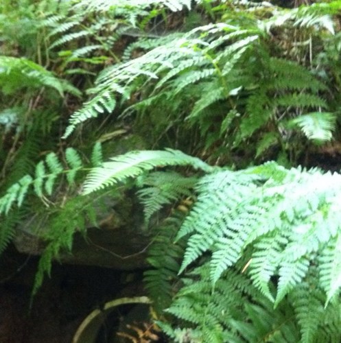 DeboraSoutar's profile picture. 