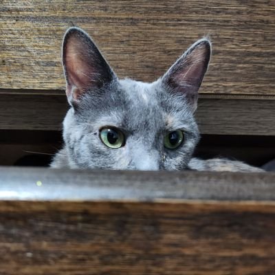 WatsonCamila08's profile picture. 