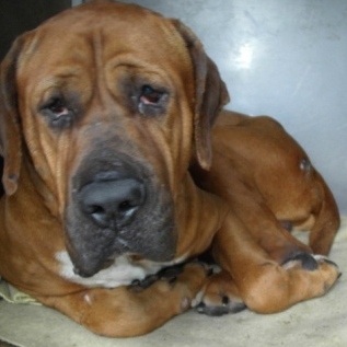 土佐犬 かわいい ᕕ W ᕗ Http T Co Zcpxya40ki