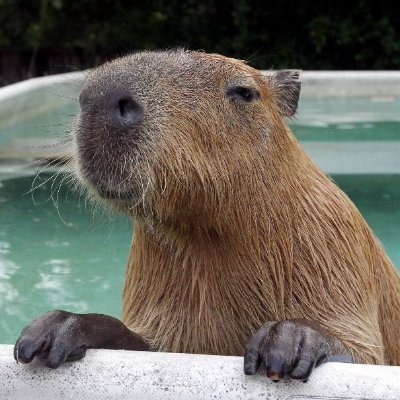 lobbopotamus's profile picture. 🌷❤️ #1 @Prismatine_ simp I like to make numbers go up