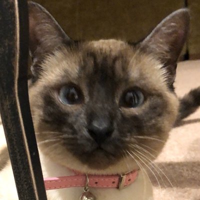 Soviamac_'s profile picture. Computer games roblox tech women source engine cats kitties cs gay graphics art linux programming game development failed lmad

mdni if dob preceded 12/14/2010