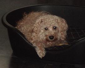 Binky, a dog. My fanpage. Follow @BinkyDeBoomer