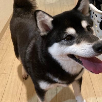 ARE50。大阪ミナミホスト。飼ってる黒柴の名はまるこです。