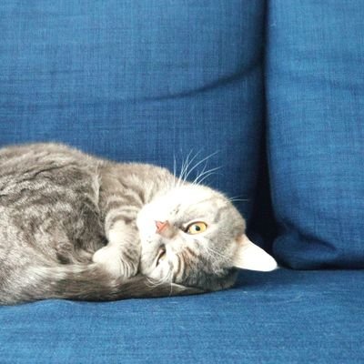 grrz's profile picture. я тут саморефлексирую, а вы присоединяйтесь, если интересно