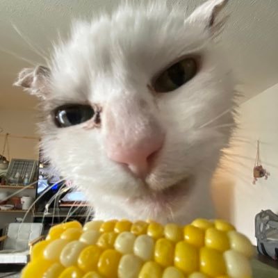 CornChowderCat Profile Picture