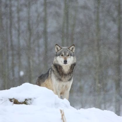 IIhniki's profile picture. Ismail