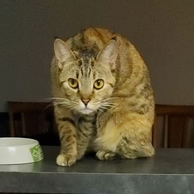 Whyknotpat1's profile picture. 2nd Generation Ukrainian Canadian, from Toronto married to an American and living in Florida. Resister No DM's 
Bluesky  💙  🌊