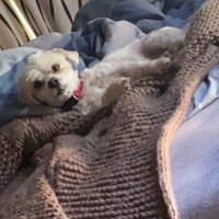 $ammyyyyy (@sickcuntsammy) 's Twitter Profile