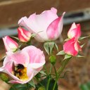 Laura Acker - @AckerLaura73283 - Twitter