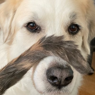 flatfacedfriend's profile picture. she/her - I lurk most of the time...except when I don't
@WaywardBanshees