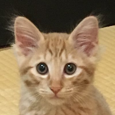 1ANeM0daQK20932's profile picture. 髭男に出会い毎日楽しい🎵W会員🎵Vaundy.スピッツも好き🎵 猫と漫画をこよなく愛する主婦🐈関西田舎県