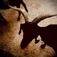 El Gran Cabron (@samuraielf) 's Twitter Profile Photo