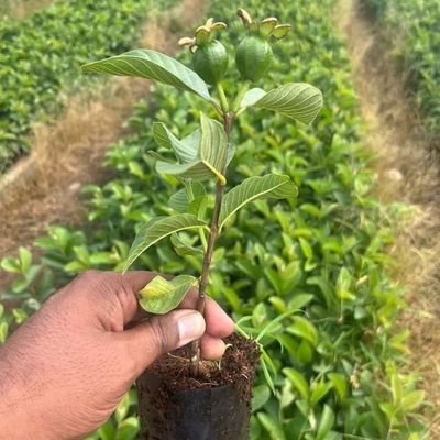 hello everyone
I do supply all kinds of plants,seeds, seedlings,stamps etc all over India
in horticulture departments
    interested buyer can DM me