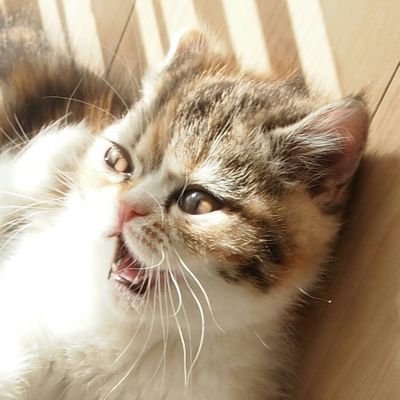 ボンさんさんのプロフィール画像
