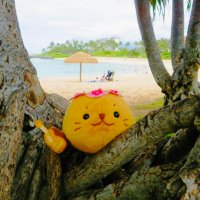 コーラ＠食い道楽 (@_shirotantan_) Twitter profile photo