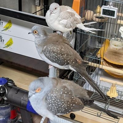 鳩ぽっぽ 鳩ぽっぽ🇯🇵 (@hato.po.ppo) • Instagram photos and videos