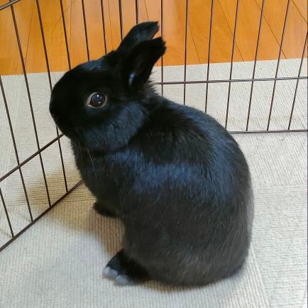 notariusagi's profile picture. 黒うさぎルチルさまのお世話係。
物を作るのも、作る人を見るのも好き。