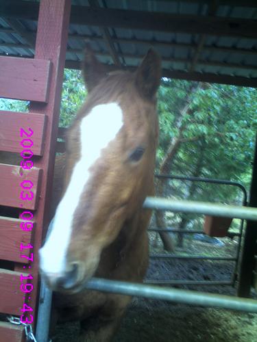 I am a very young rancher That only wears cowgirl/boy boots i have tons of wonderful horses I am oregon girl love to take photos of me horsesand anything