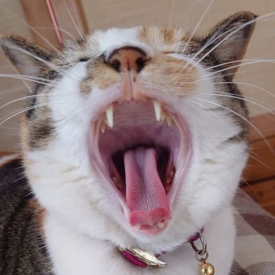 でゃまれ!!さんのプロフィール画像