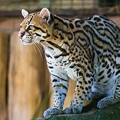 ocelon2023's profile picture. 