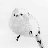 Siromori (@siromori7) 's Twitter Profile