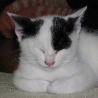 チロ (@tiroage16) 's Twitter Profile