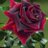 BloomGracefuly