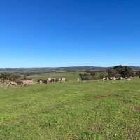 Williamzhope (@willamzhope) 's Twitter Profile