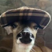 Montey likes deer 🦌🍉(@MontereryJack) 's Twitter Profile Photo