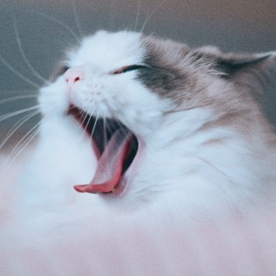 terracemouse's profile picture. ワインの霞の中にアポロンが浮かび上がる