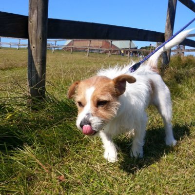Louis201808's profile picture. #歌 う事が大好きです💛愛犬は #ジャックラッセル🐶
#海🌊 #音楽🎼 #映画🎬#旅行🧳#英会話💬食べる事🍴
#ワンチャン🐶 #BTS 大好き❤
ぽかぽか暖かい日のお散歩🌞🚶#バレーボール🏐 
#美容 もしっかり！健康的にキレイに✨