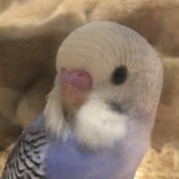 pipitora (@pipitora1) 's Twitter Profile