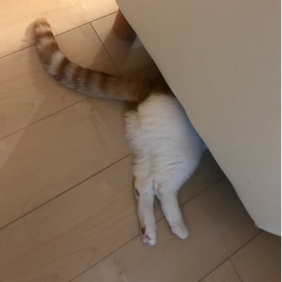 kurumasuki24's profile picture. 