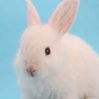 猫田うさきち (@usakichi_usagi2) Twitter profile photo