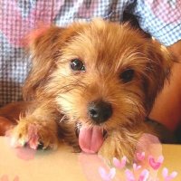 fukutan🌼 (@fukutan6) 's Twitter Profile Photo fukutan🌼 (@fukutan6) 's Twitter Profile Photo