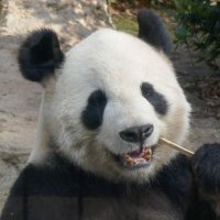 おおちん (@mirusyan) 's Twitter Profile
