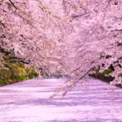 kt252598's profile picture. 