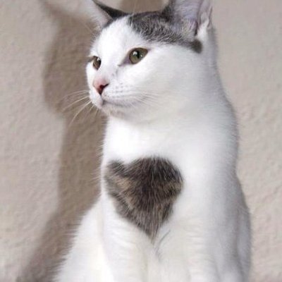 Fortuna (@Fortunaneko) / Posts / X