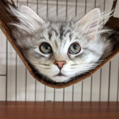 🍀30代主婦🍀
2024.2に👶誕生🎂✨
食ベる事🍖・旅行✈️・写真📷・読書📚が好き♥️
🐈アイコンは我が家のサイベリアン♥
懸賞は楽しみながら参加しています☺️
無言フォロー失礼します🙇♀️無言フォロー大歓迎🙆
副業・エロ系🆖です🖐
同じ趣味の方仲良くしてください☺️
#ゆずっこの当選報告
