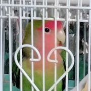 ゆうるん (@pipiyoyoyu) 's Twitter Profile