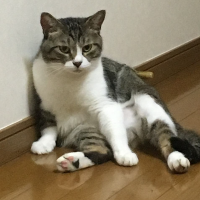 Kazuhiro DAYON (@kazuhirodayon) 's Twitter Profile