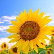 michi06345317's profile picture. twitter初心者ですが、よろしくお願いします。