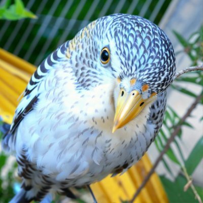Tonuran's profile picture. 聞いた話によると筋肉は裏切らないらしいのだが、関節と靱帯と腱が裏切りを画策してる気配を感じている青い鳥。