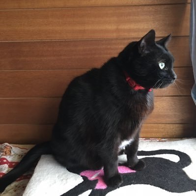 Kani82604636K's profile picture. 気になった方や企業様や農家様をフォロさせて頂いてます。 たまに懸賞も。 🍠と🥝を愛する料理大好きなアカウントです。instagram,Lemon8,tiktokで、料理記録アカウントもやってます🍳🍲 #anianiの当選報告 → #anianiの感謝