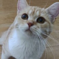 スコティッシュもなか (@monaka20201111) 's Twitter Profile Photo スコティッシュもなか (@monaka20201111) 's Twitter Profile Photo